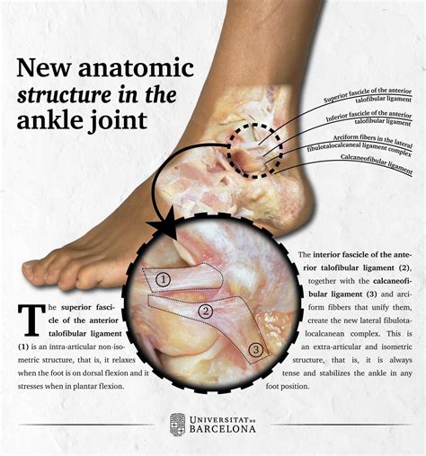 Anterior Tibiofibular Ligament