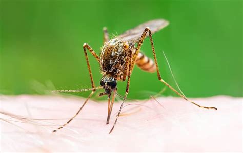 Blog Mosquitoes Spread Heart Worms And Other Diseases