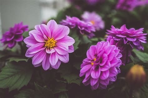 4k Free Download Pink Dahlias Pink Dahlias Pretty Flowers Nature