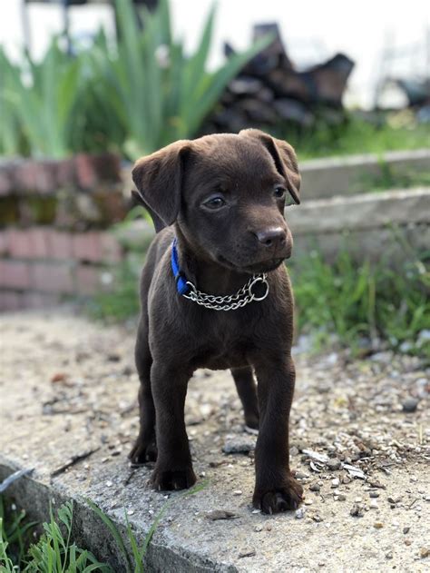 Patterdale Terrier Pitbull Mix - dopi