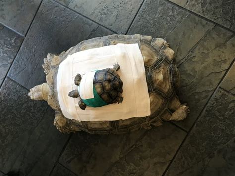 Tortoise Trouble NAUs MakerLab Becoming A Hub Of 3 D Printed Shell