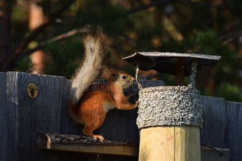 Squirrel Eats Nuts From The Feeder On The Fence Stock Photo Image Of