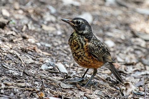 Juvenile American Robin by Fon Denton | American robin, Robin, American