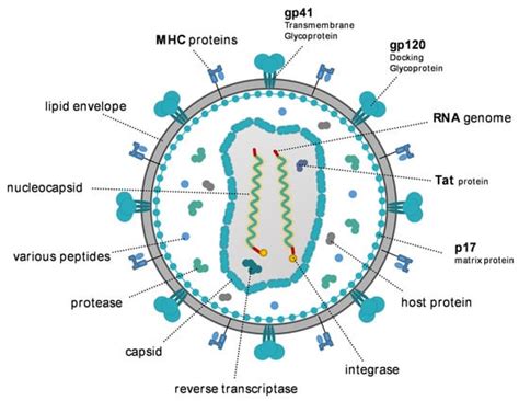 Hiv Labeled Diagram