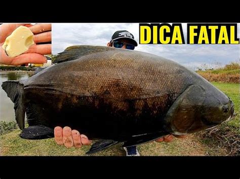 Dica Pra Voc Pegar Muito Peixe Na Sua Pr Xima Pescaria Youtube