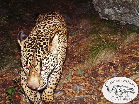 The Last Jaguar Video Gives First Glimpses At El Jefe The Only