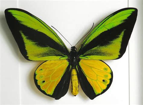 Ornithoptera For Sale In Uk 64 Used Ornithopteras