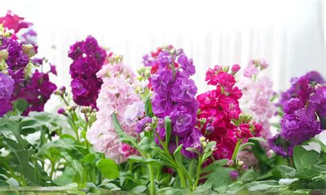 Stock Plant: Grow And Care For Stock Flowers » Life Mastery Tips