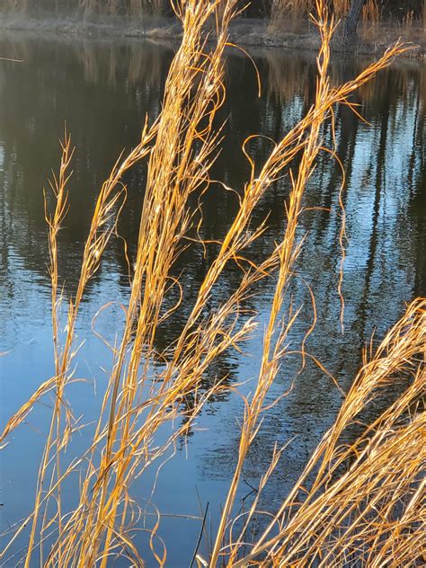 What invasive plants are these around our pond? Dead for the season ...