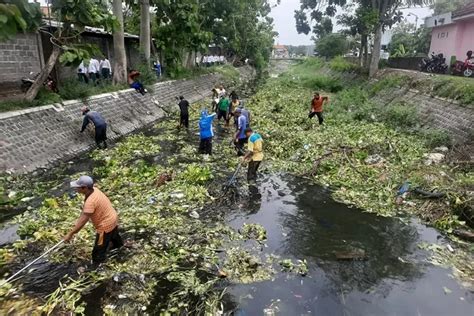 Musim Hujan Dinas Pupr Jombang Percepat Angkat Eceng Gondok Di Sungai