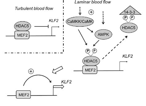 The Role Of HDAC5 In Regulation Of KLF2 Expression In Endothelial