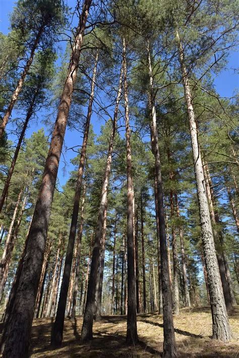 Tall Pine Trees In The Forest Stock Image Image Of Growth High