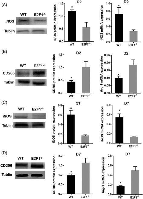 Western Blotting And Rt‐pct Analysis The Inos Protein And Inos Gene