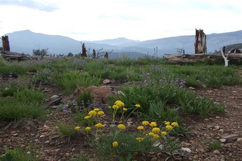 Bobcat Ridge Natural Area City Of Fort Collins