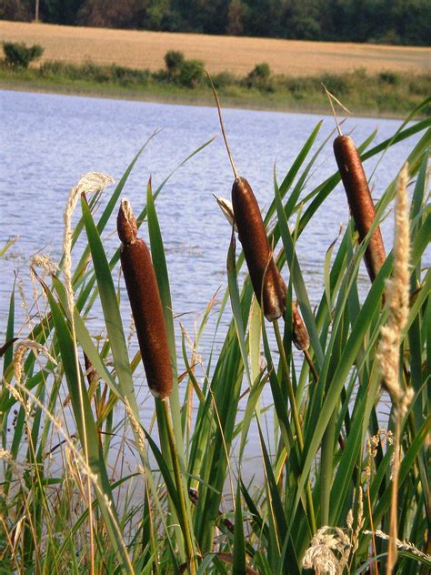 Typha