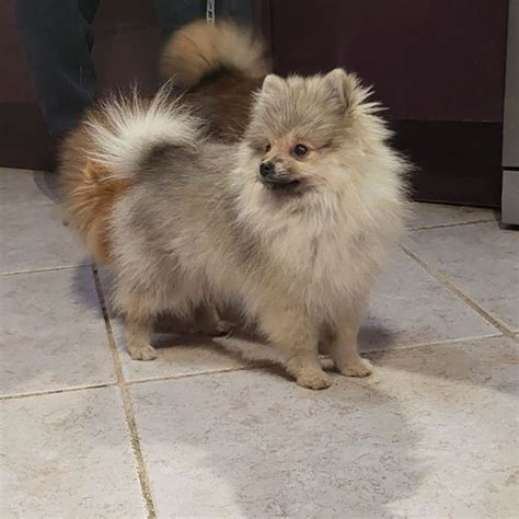 Loona Chien Spitz Allemand Nain L Adoption Saint Genix Les