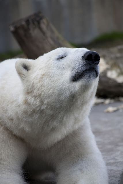 Beruang Polar Teddy Bear - Foto gratis di Pixabay