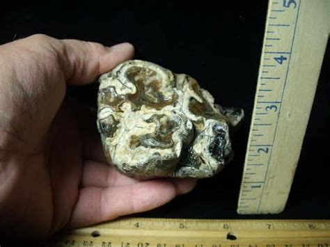 Fossilized Mastodon Molar 062023m The Stones Bones Collection