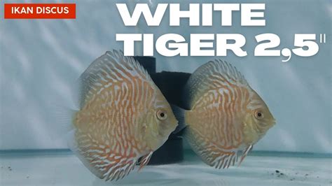 Ikan Discus White Tiger Size 2 5 YouTube