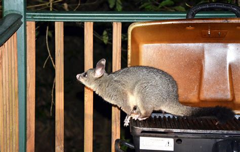 Possum Removal in Strata Schemes - Strata Life - Sydney's North Shore