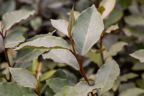 Buy Strong Coastal Hedging Plants Ireland Cullen Nurseries