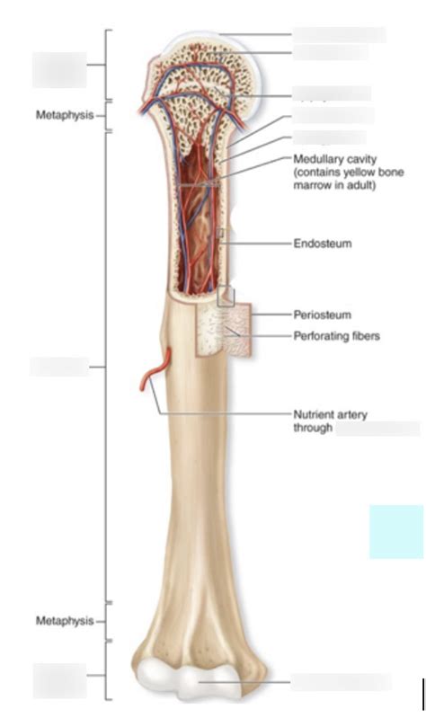 Long Bone Diagram Diagram Quizlet