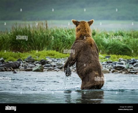 View Taken From Behind Of A Coastal Brown Bear Ursus Arctos Horribilis