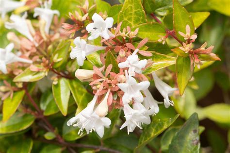 Abelia × Grandiflora Glossy Abelia