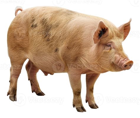 AI Generated Adult Pig Standing On Transparent Background Stock Png