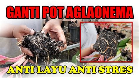 Trik Mengganti Pot Aglaonema Pos Paling Aman Anti Layu Anti Stres