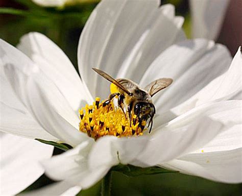 Get It Growing Set Your June Gardening Calendar Sequim Gazette