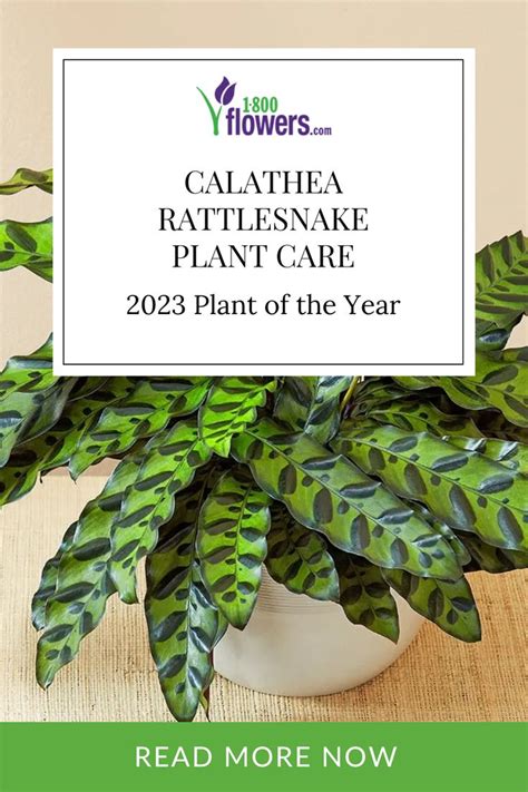 Meet The Plant Of The Year Calathea Rattlesnake Plant Care