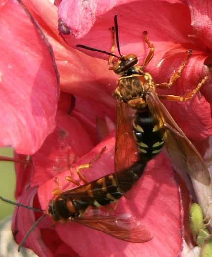 Mating Cicada Killers What S That Bug