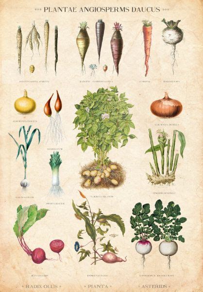 Vintage Botanical Chart Root Vegetable Table Danish Educational Chart