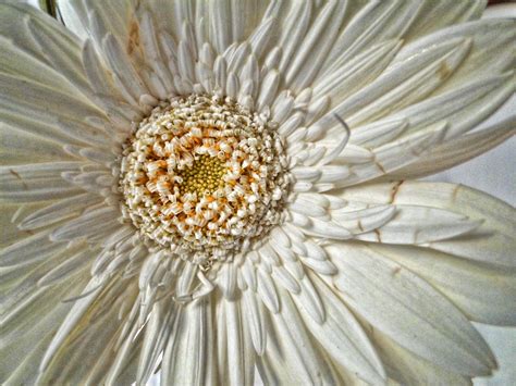 White Daisy Free Stock Photo Public Domain Pictures