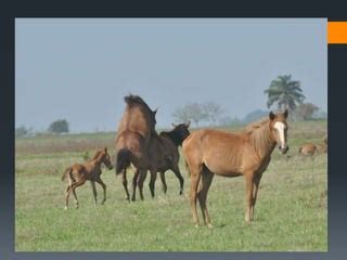 Manejos De Control Reproductivo En Equinos Ppt Descarga Gratuita