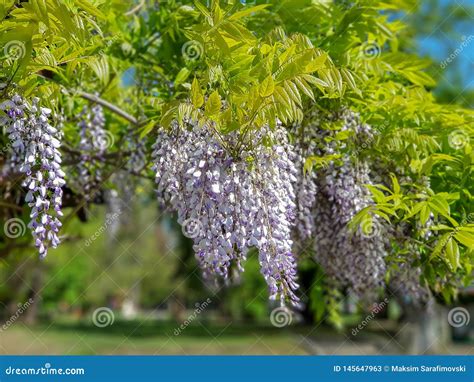 Beautiful Purple Lilac Flowers Hanging On Tree Outdoors Stock Image