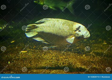 Fish At The Bottom Stock Photo Image Of Lake Colorful 142820714