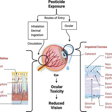 Pesticide Exposure Induced Ocular Toxicity Diagrammatic Representation