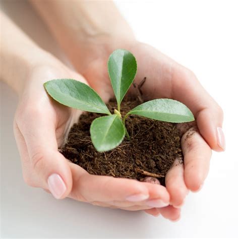 Vista De Primer Plano De Manos Sosteniendo Tierra Y Planta Foto Gratis