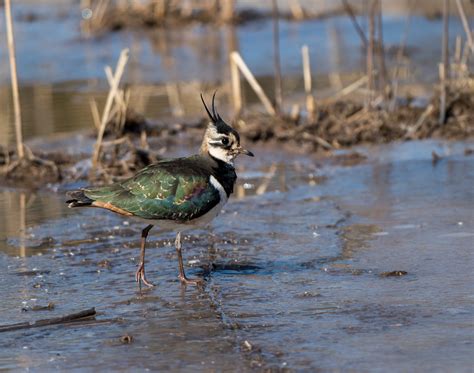 Chongming Island in winter - 10,000 Birds