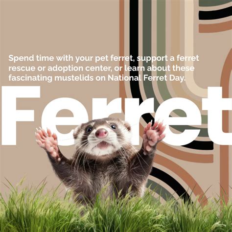 Ferret Day Instagram Post Template | PosterMyWall