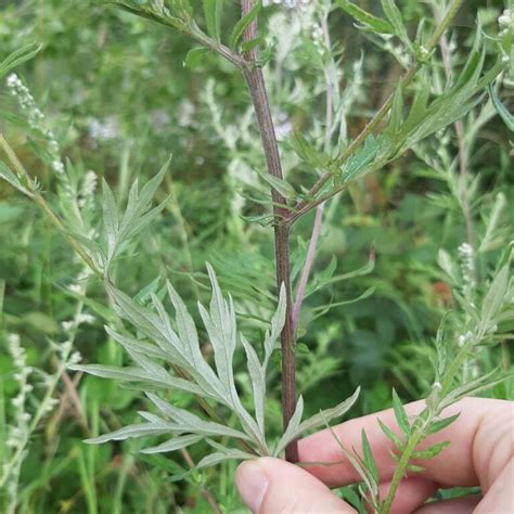 بذر برنجاسف بسته 50 عددی Mugwort Artemisia Vulgaris Seeds South Seed