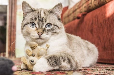 D A Internacional Del Gato Por Qu Se Celebra El De Agosto