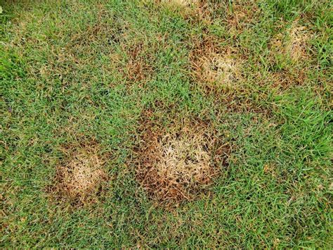 Snow Mold How To Prevent And Treat For A Healthy Lawn