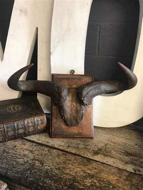 A large pair of antique taxidermy Gnu (Wildebeest) horns on a wooden s ...