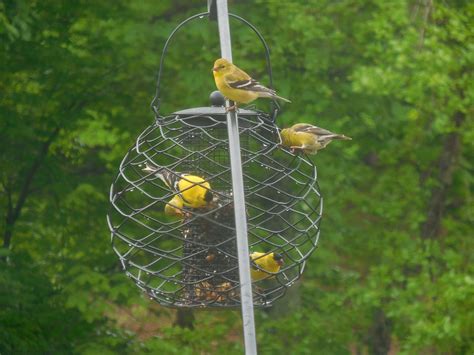 Goldfinch Birds Bird Feeder Free Photo On Pixabay Pixabay