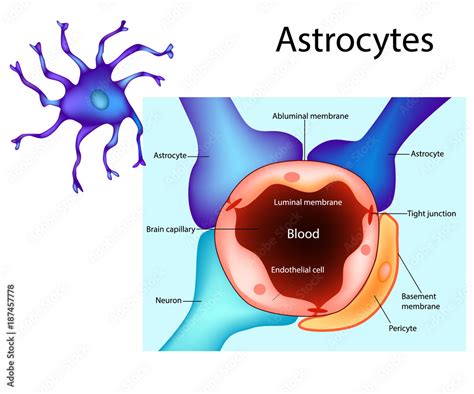 Vetor De Astrocytes Schematic Diagram Of The Neurogliovascular Unit