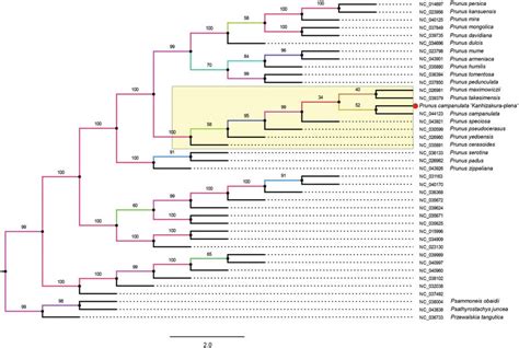 Maximum Likelihood Ml Phylogenetic Tree With 1000 Bootstraps