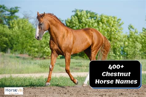 400+ Mesmerizing Chestnut Horse Names for Males and Females